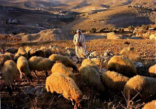 Shepherds’ Field, Bethlehem